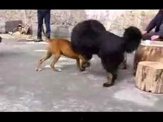 美国斗狗视频,残酷竞技背后的真相