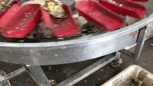 生蚝清洗视频,轻松掌握海鲜清洗技巧