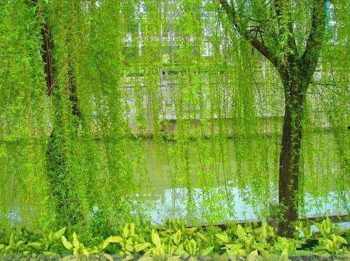 视频柳条,探寻自然之美与生命力的交织