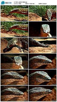 头虫子视频,揭秘神秘生物的奇异世界