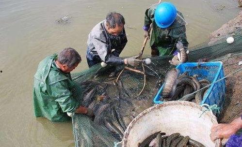 养黑鱼技术视频