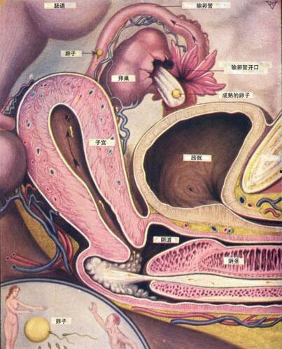 阴茎入阴道视频