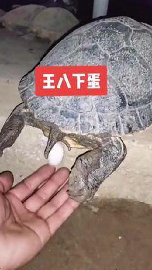 乌龟下蛋的视频,自然奇观背后的生命奥秘